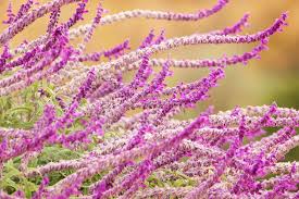 Check spelling or type a new query. Salvia Leucantha Mexican Bush Sage Care And Growing Guide