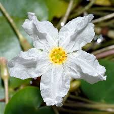 Image result for Nymphoides forbesiana