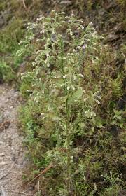 Image result for Laggera