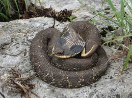 Heterodon Platirhinos Eastern Hog Nosed Snake Hognose Snake Snake Cute Reptiles