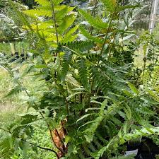 Image result for Dryopteris
