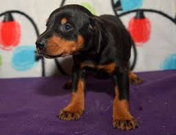 Any state alabama alaska arizona arkansas california colorado connecticut delaware district of columbia florida georgia hawaii idaho illinois indiana iowa kansas kentucky louisiana maine maryland massachusetts. Doberman Puppies For Sale In Florida All You Need Infos
