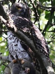 Truth be told, the outdoors pose all sorts of dangers for a kitten. A Rare Powerful Owl That Feeds On Possums Flying Foxes Has Taken Up Residence In Centennial Park Daily Telegraph