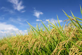 Image result for Oryza