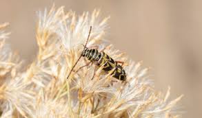 24 hour pest control team. Pest Control Aldersbrook E12 5 Star Pest Service In Aldersbrook