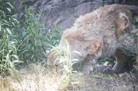 Un excéntrico y caprichoso millonario llamado noé quiere. 9 Interesantisimas Cosas Que Debes Saber Sobre El Lince Iberico El Animal Mas Vulnerable De La Tierra Vix