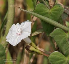 Image result for Ipomoea lapathifolia