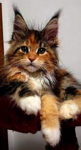 15 Cats Ideas Cats Crazy Cats Cute Animals