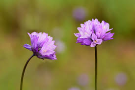 Image result for Dialium holtzii