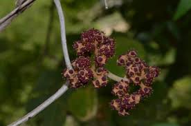 Image result for Ampelocissus obtusata