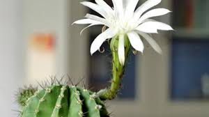 The cactus wren nests in cacti, where its young benefit from spiky protection from potential nest predators, particularly snakes. Cactus Profile Rayagarden