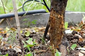 Lemon Tree Disease Tips On Identifying Treatment