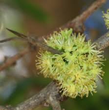 Image result for Adenostemma afrum