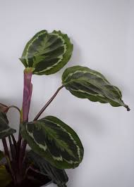 Maybe you would like to learn more about one of these? A Guide To The Prettiest Cat Safe Non Toxic House Plants