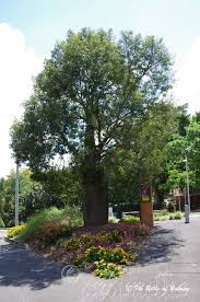 Image result for Buchnera attenuata