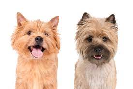Although none of these hybrids are currently recognized by the achc (american canine hybrid club), any cross using this breed will make an interesting dog with great characteristics. Norwich Terrier Vs Cairn Terrier How To Tell The Difference