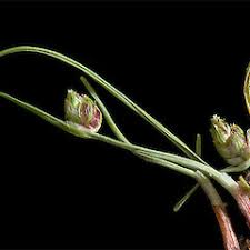Image result for Isolepis setacea