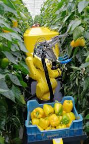 Un Robot Cueilleur De Poivrons Montre Son Potentiel En Matiere D Automatisation Du Travail En Serre