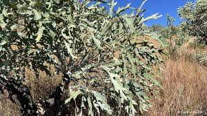 Image result for Cussonia sessilis