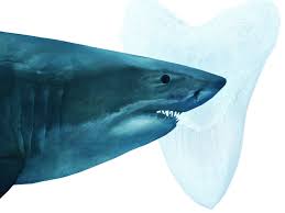 This means they came about approximately 23 million years ago, and died off around 2 million years ago. Megalodon Is Definitely Extinct And Great White Sharks May Be To Blame
