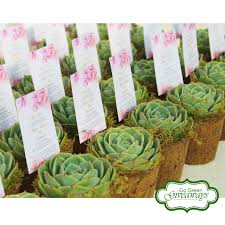 Premium succulents for your business. Succulents Philippines Go Green Giveaways