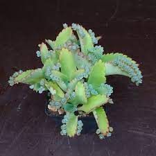 Kalanchoe Laetivirens Mother Of Thousands Planten Sunnyplants Com Planten Het Planten Van Vetplanten Zwembadplanten