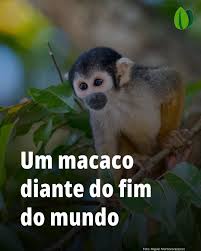 A imagem mostra um macaco-de-cheiro-de-cabeça-preta (Saimiri vanzolinii), uma das espécies de primatas mais raras e ameaçadas de extinção no planeta