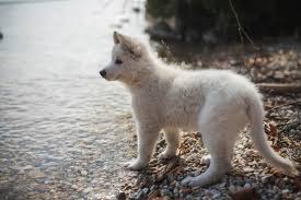 We did not find results for: Puppy Socialization During A Pandemic Woofs Dog Training Center