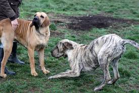 Fila brasileiro dog breed 🔥 characteristics, care and more. Our Fila Brasileiro Dogs Ama And Jenaro Harakhan Kennel