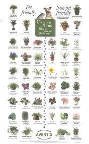 Check spelling or type a new query. Pet Safe Housplants You Can Grow Worry Free The Whoot