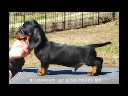 The current median price of mini dachshunds in springfield is $2,117.50. Dachshunds For Sale Springfield Mo 07 2021