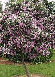 Image result for Dais cotinifolia