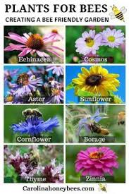 We did not find results for: 5 Easy Ways To Create A Bee Friendly Garden 5 Easy Ways To Create A Bee Friendly Garden In 2020 Bee Friendly Flowers Bee Friendly Plants Bee Friendly Garden