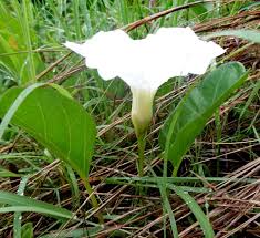 Image result for Ipomoea stolonifera