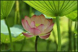 Yo Escogi Esta Foto Porque A Mi Me Encantan Las Flores De Lotus Me Gustan Porque Son Unas Flores Lotus Flower Pictures Flower Pictures Lotus Flower Wallpaper