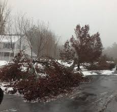 Maybe you would like to learn more about one of these? Cleveland Vs Bradford Pear