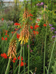 Image result for Kniphofia thomsonii