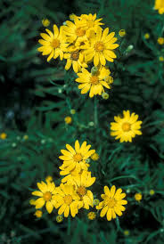 Image result for Plicosepalus sagittifolius