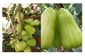 We did not find results for: 2 Jenis Jambu Air Warna Hijau Bibit Buahku