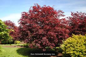 Check spelling or type a new query. Acer Palmatum Wolff Wholesale Nursery Supplies Plant Growers In Oregon Nursery Guide