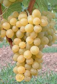 suzi popr 1 jpg fruit grapes