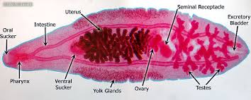 Diagram of liver fluke with label. Bio385 Flatworms