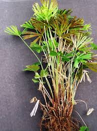 Image result for Actiniopteris radiata