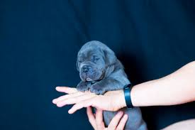 You asknowledge that you have researched the cane corso breed and are ready, able and willing to spend the necessary funds on proper health. Cria De Cane Corso Venta De Cane Corsos Comprar Cachorros Cane Corso Online