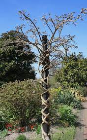 Wisley Wisteria Jpg 1 080 1 728 Pixels Wisteria Garden Wisteria Tree Wisteria Trellis