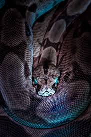 All snakes lack external limbs, but not all legless reptiles are snakes. Living With Venomous Snakes In Australia International Paramedic College