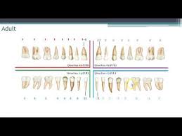 World Dental Federation Fdi Charting System Youtube