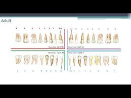 World Dental Federation Fdi Charting System Youtube