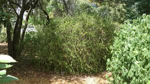 Image result for Turraea mombassana