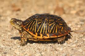 Image result for turtle